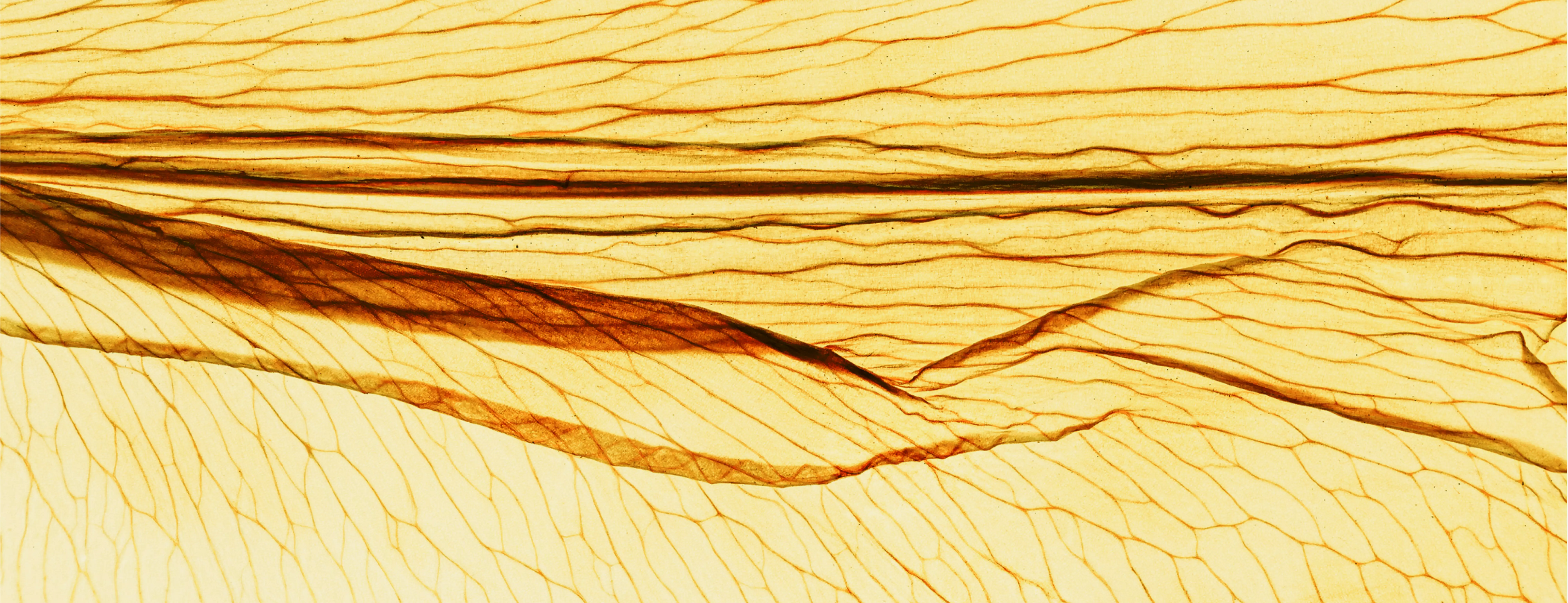 Reducing toxin exposure for hormonal balance: a natural approach